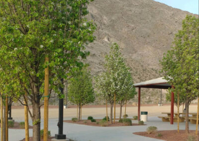 flowering trees within park landscaping in the Nevada mountains at horse riding park