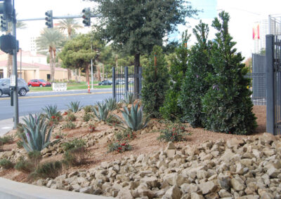 succulents and bushes planted at las vegas community college with decorative rock