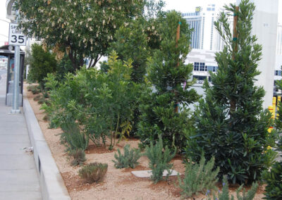 updated landscaping at las vegas community college