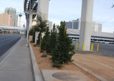 landscaping for streetscapes done at las vegas community college