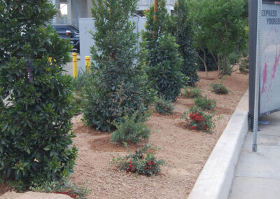 city landscaping las vegas nevada