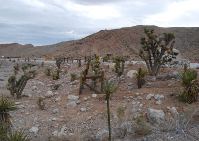 tree and shrub desert plant installation las vegas nevada