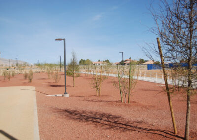 dozens of new trees and shrubs and bushes newly planted at public park in Nevada