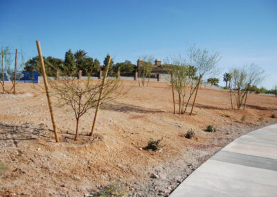 rows of new trees planted at lone mountain equestrian park in las vegas