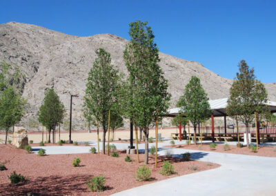 landscaping for new parks adding trees and shrubbery in las vegas nevada