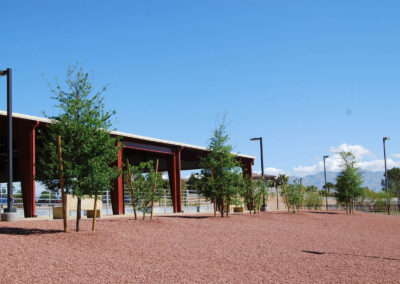 small trees newly planted at hore riding park in las vegas Lone Mountain