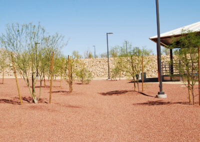 new trees and landscape drainage in las vegas' Lone Mountain Equestrian Park