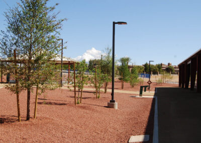 trees in nursery stage freshly planted at Lone Mountain Equestrian Park