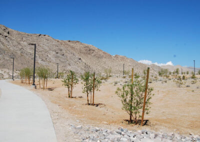 new trees installed along horse riding pathway lone mountain park nevada