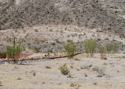 native vegetation and new landscaping in nevada