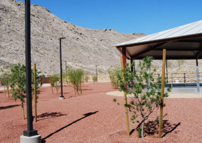 young trees freshly installed at lone mountain park in las vegas nevada