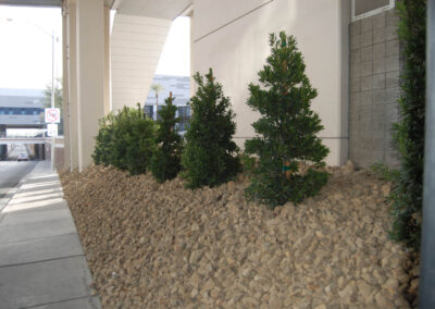 new trees bushes landscaping services for LVCC nevada