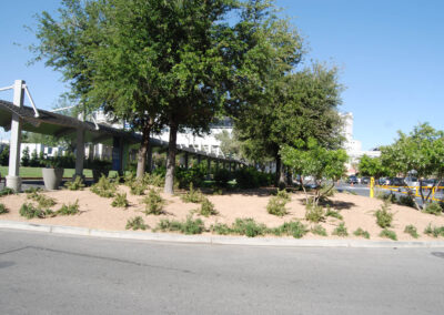 landscaping for las vegas community college nevada