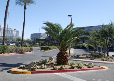 Mexican fan palm tree installation at las vegas community college