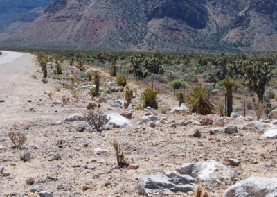 las vegas mountains native vegetation services