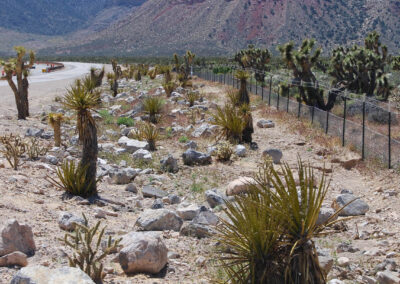 decorative rock and vegetation at late night trailhead nevada