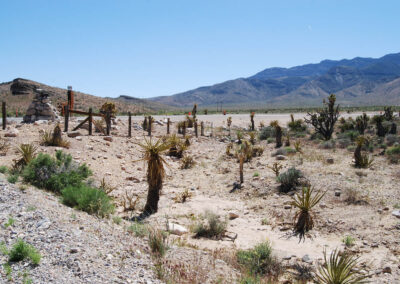 natural revegetation services in nevada