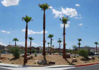 Mexican fan palm tree installation services nevada