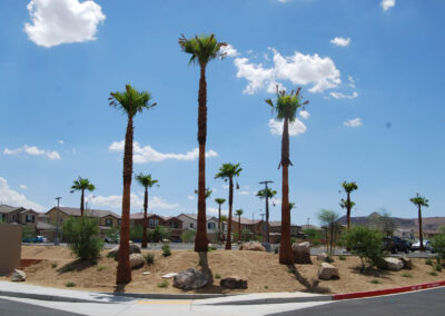 landscaping services for public school construction in las vegas new trees and shrubs