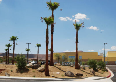 desert tree installation for newly constructed schools landscaping nevada