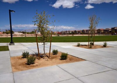 Newly Installed Trees at Echo Trail Park