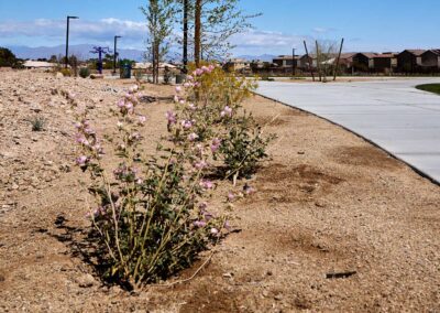 Florals at Echo Park Trail Las Vegas Nevada