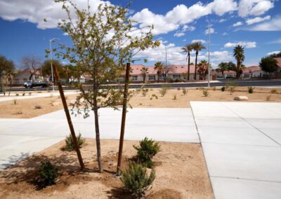 Echo Park Trail New Tree Saplings Las Vegas