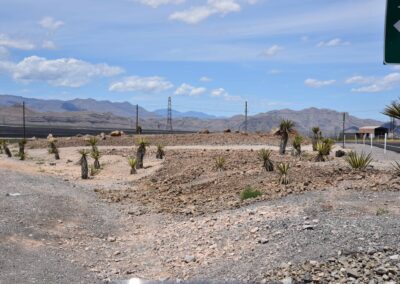 las vegas Nevada desert plant installation