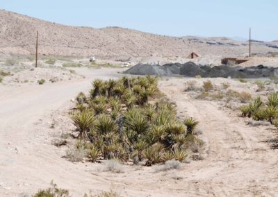 desert vegetation installation native Nevada plants