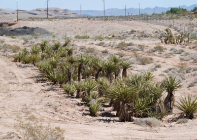 Nevada tree and shrub installation desert