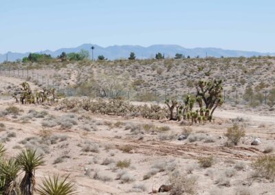 desert tree and shrub installation for NDOT blue diamond road