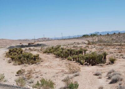 new shrub cactus installation las vegas nevada