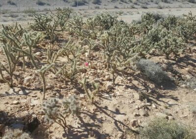 cactus installation blue diamond road las vegas nevada