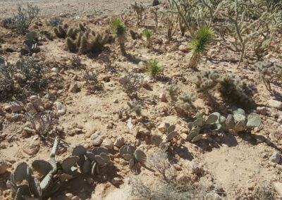 new cactus shrub installation las vegas Nevada