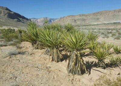 streetscaping desert shrubbery installation services las vegas