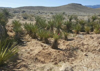 roadside landscaping streetscape NDOT 3613 blue diamond road last vegas nevada